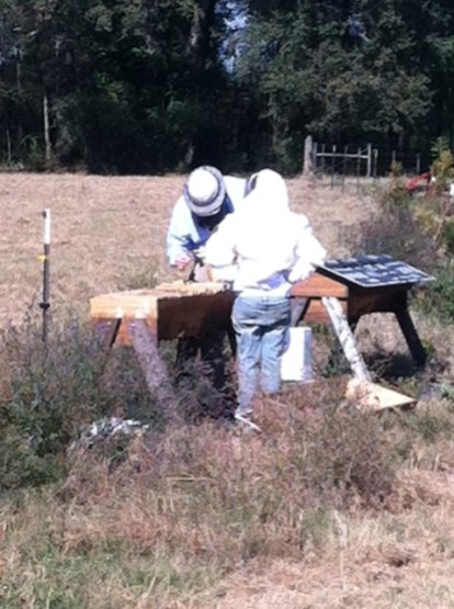 Examining hives