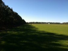 Green pasture in January