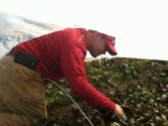 Ryan inspecting the beets