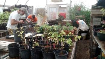 Valiantly planting kale