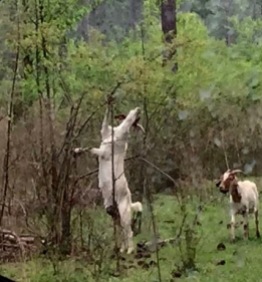 goat stretching