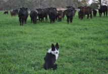 Pancho and cattle
